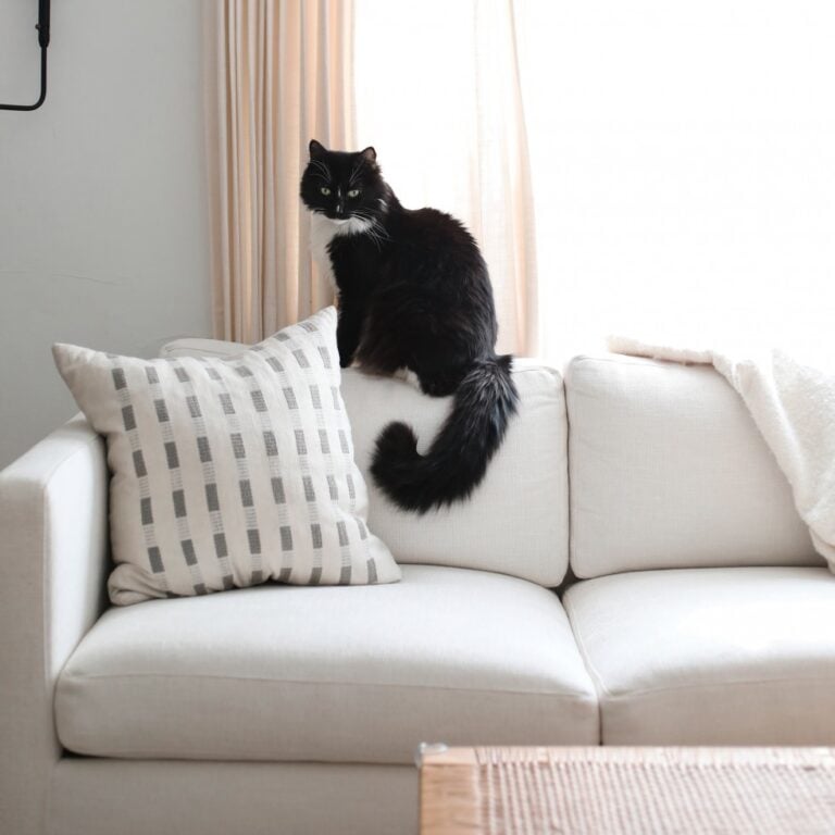 beige & taupe upholstery fabric on sofa with cat