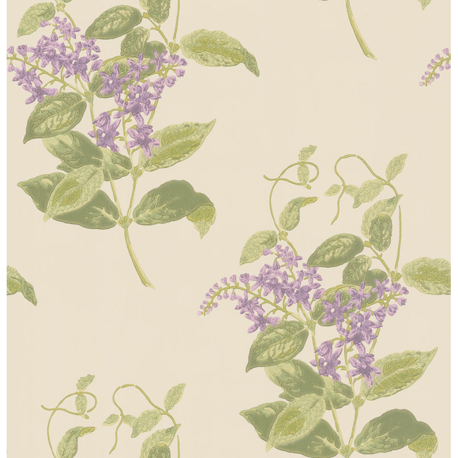 COLE & SON ANTHOLOGY MADRAS VIOLET - OLIVE & LAVENDER 100/12056.CS.0