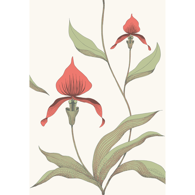 COLE & SON CONTEMPORARY RESTYLED ORCHID - RED/WHITE 95/10054.CS.0